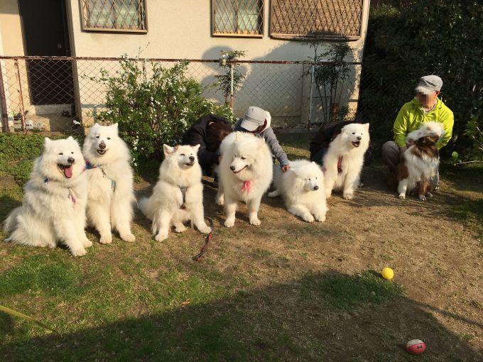 ご近所サモオフデビュー_f0128542_00452419.jpg