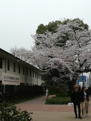 目黒川、花いかだが始まりそう_f0073848_17305091.jpg