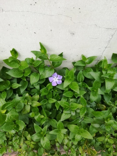 目黒川、花いかだが始まりそう_f0073848_17510912.jpg