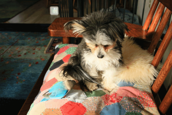 c0145250_11173106.gif