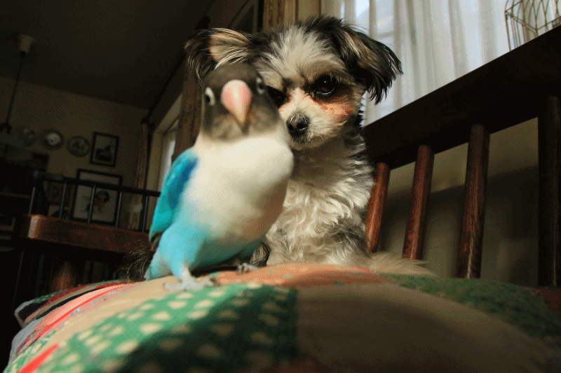 c0145250_11380237.gif