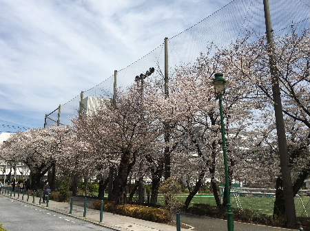 三鷹の桜　満開！（月曜日）_e0172950_21175868.jpg