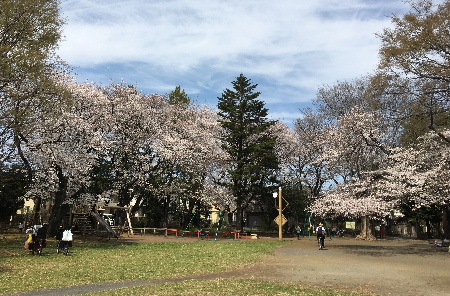 三鷹の桜　満開！（月曜日）_e0172950_21191174.jpg