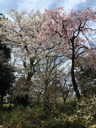 三鷹の桜　満開！（月曜日）_e0172950_21193694.jpg