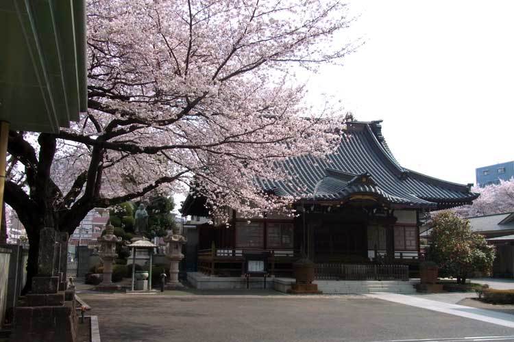 お寺の桜_c0080352_11455013.jpg