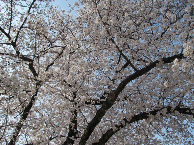 f0129557_10340559.jpg