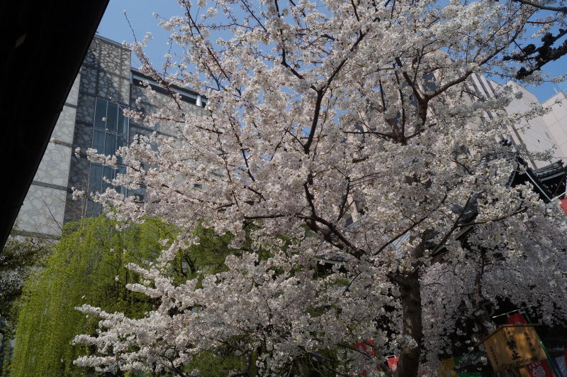 六角堂の御幸桜_b0063958_07413270.jpg