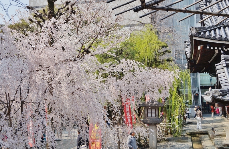六角堂の御幸桜_b0063958_07432003.jpg
