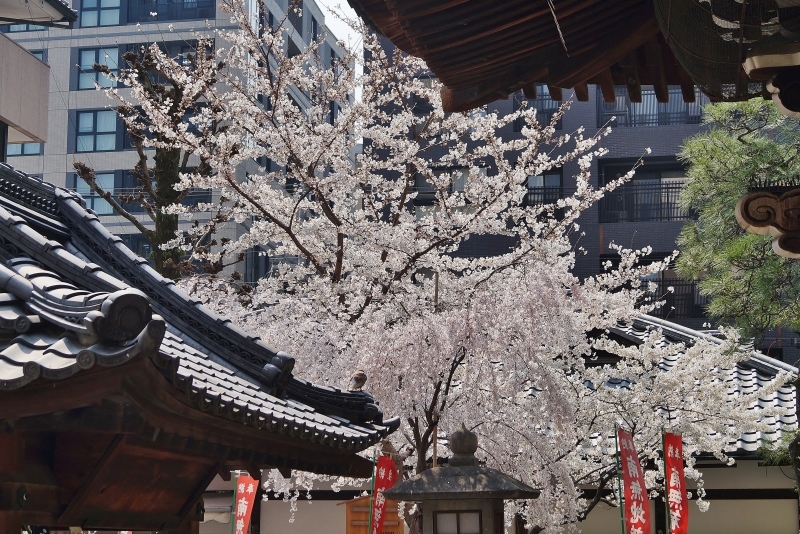 六角堂の御幸桜_b0063958_07453232.jpg
