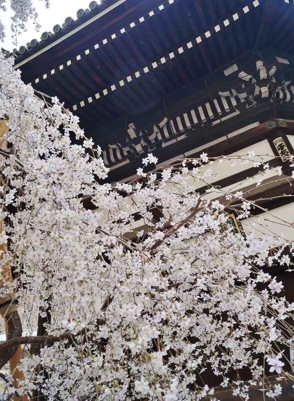 六角堂の御幸桜_b0063958_07471152.jpg