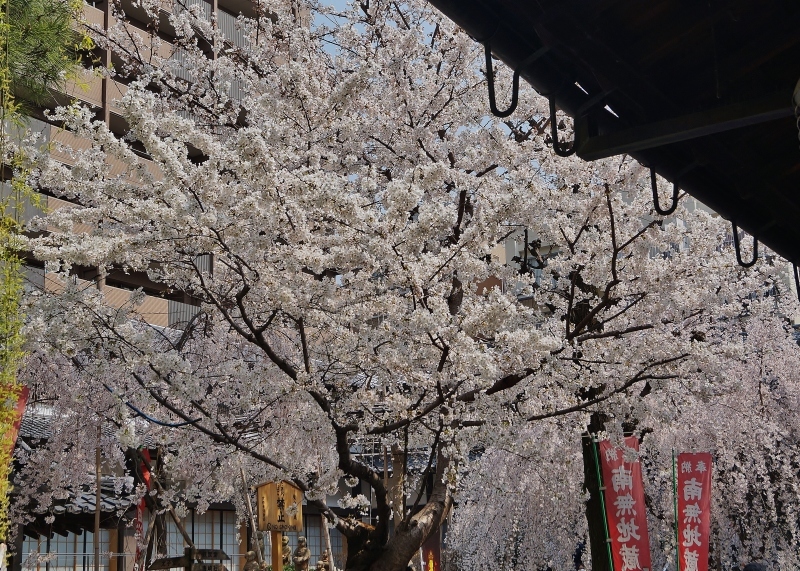 六角堂の御幸桜_b0063958_07502618.jpg