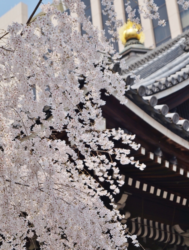 六角堂の御幸桜_b0063958_07513071.jpg