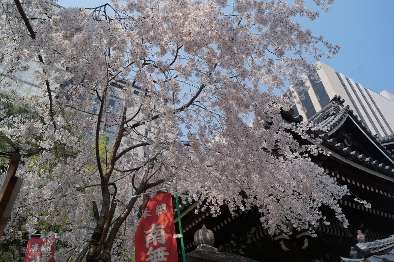 六角堂の御幸桜_b0063958_07523782.jpg