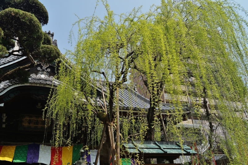 六角柳 _b0063958_19231589.jpg