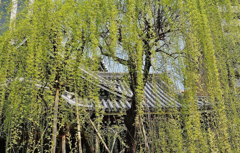 六角柳 _b0063958_19271287.jpg