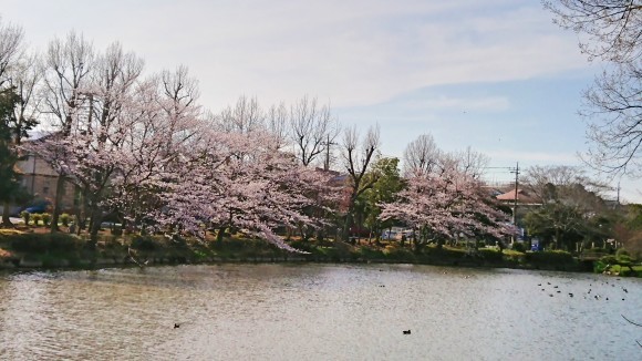 ３月２８日    近場で桜ハンターＺ  ④  じゅんさい池_b0306158_12475074.jpg