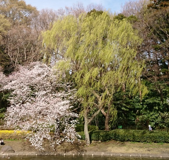 ３月２８日    近場で桜ハンターＺ  ④  じゅんさい池_b0306158_12485984.jpg