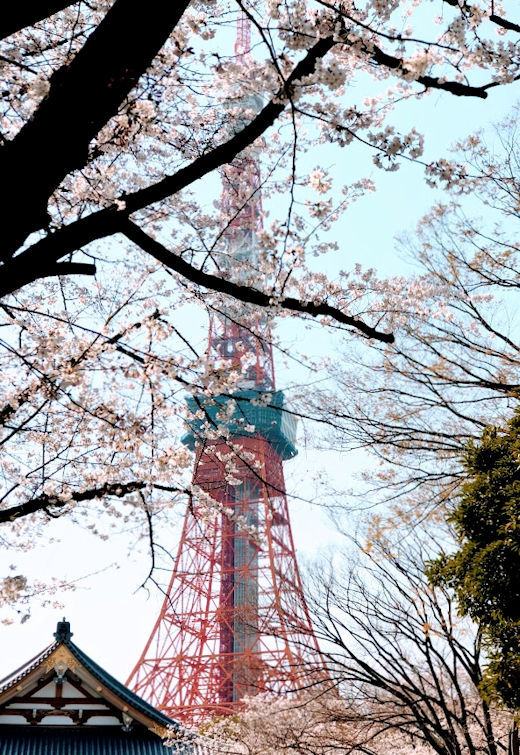 お寺と桜と東京タワーと_e0256058_16463250.jpg