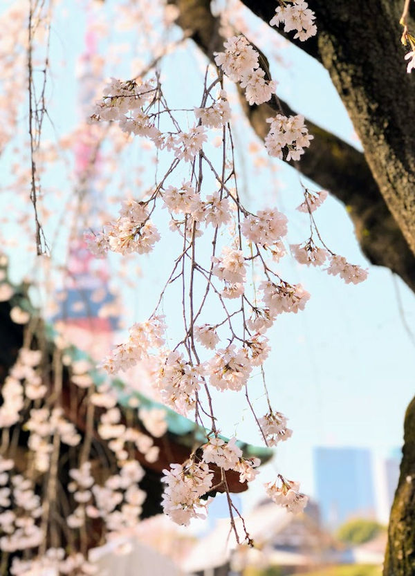 お寺と桜と東京タワーと_e0256058_16463390.jpg