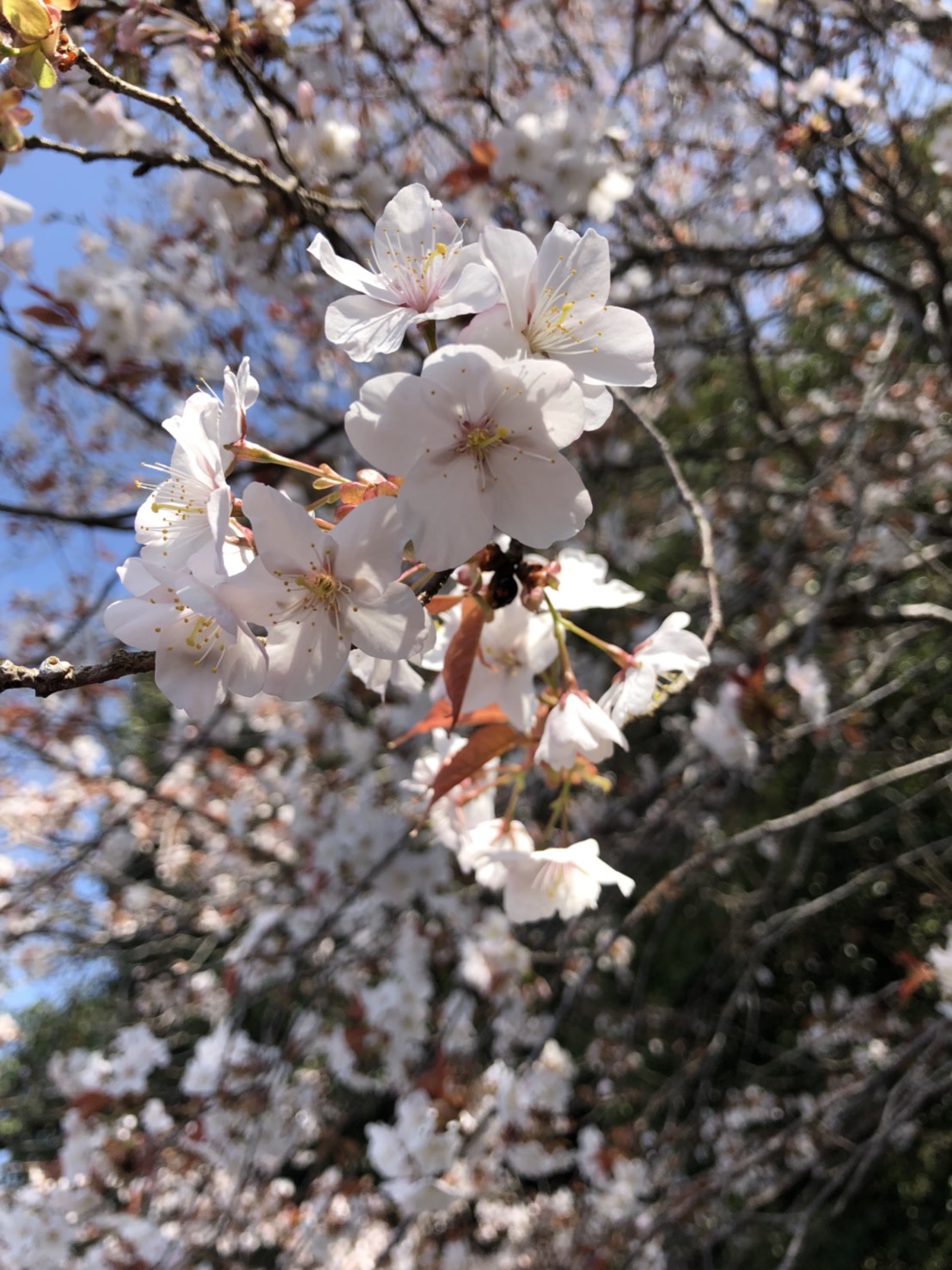 桜、咲く♪_b0328361_21161701.jpg