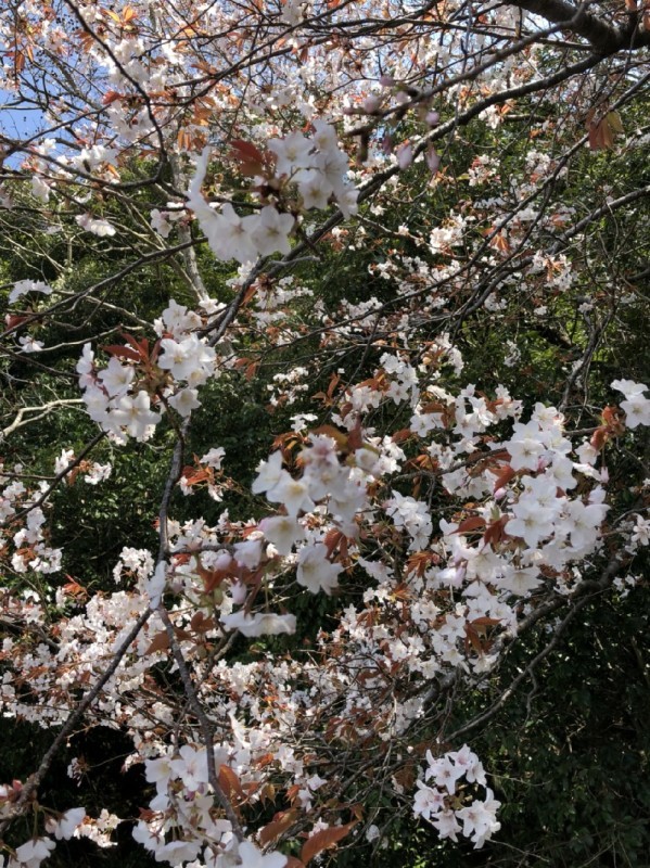 桜、咲く♪_b0328361_21161718.jpg