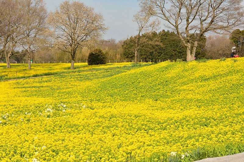 東京ドイツ村の菜の花_f0214467_10121196.jpg