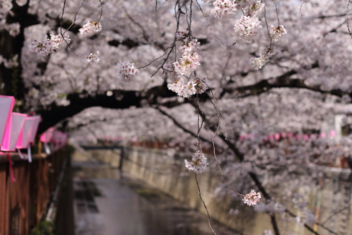 満開になった目黒川沿いの桜_b0188569_15414598.jpg