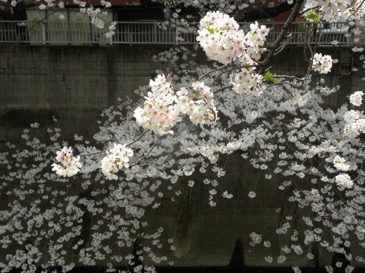 神田川の桜を見に行って来た・・・イブも自転車で_c0162773_13101379.jpg