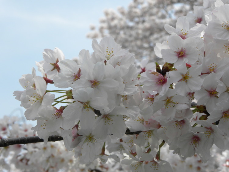 神田川の桜を見に行って来た・・・イブも自転車で_c0162773_13104364.jpg