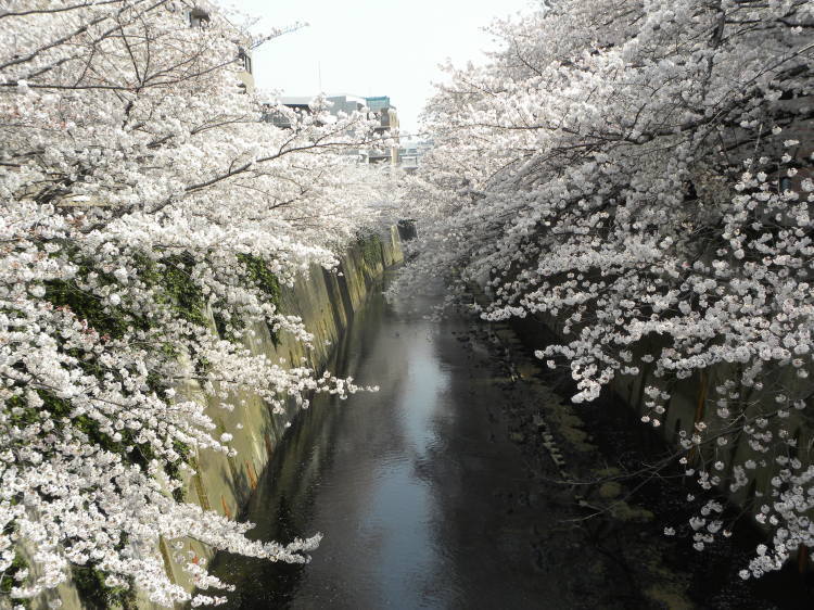 神田川の桜を見に行って来た・・・イブも自転車で_c0162773_13111391.jpg