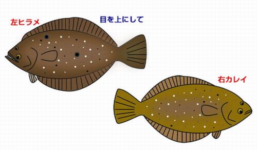 左鮃右鰈 豆腐ハンバーグ Mana S Kitchen