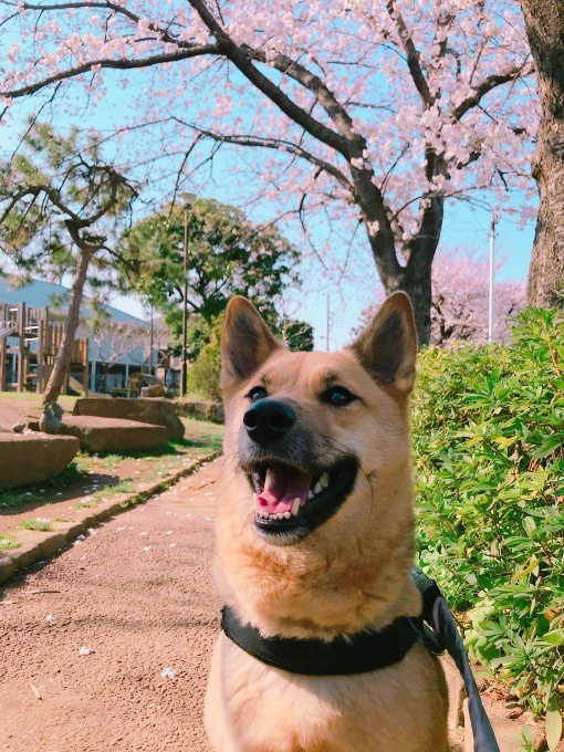 桃太郎と桜 2018_c0364176_17325944.jpeg