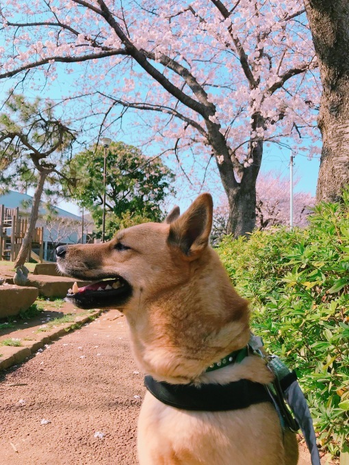 桃太郎と桜 2018_c0364176_17332925.jpeg