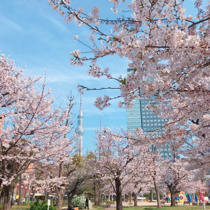 桃太郎と桜 2018_c0364176_17344204.jpeg