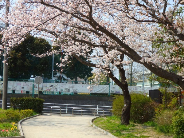 きょう（野鳥と、たらの芽なんじゃないかという件）_d0370681_15081241.jpg