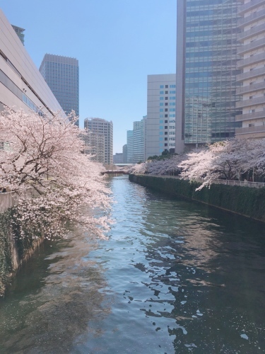 五反田～大崎～天王洲散歩からの浜離宮菜の花_d0348182_14544070.jpeg