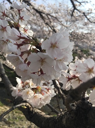 sakura_f0202682_19463183.jpg