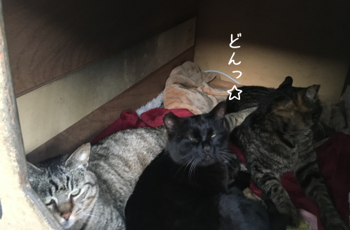a0216583_11435156.png