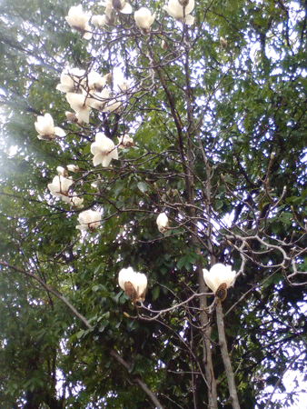 e0246788_10452362.gif