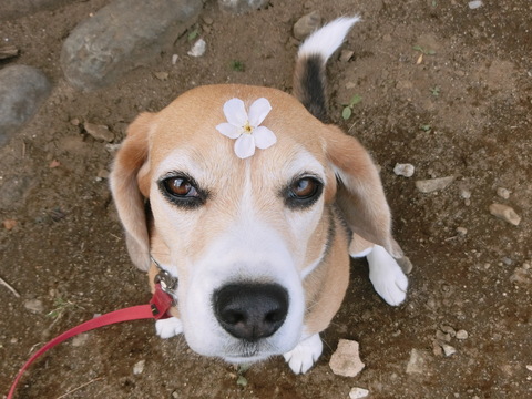 a0319693_84738.jpg
