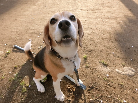 a0319693_861648.jpg