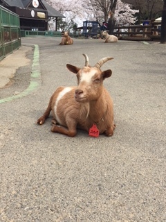 桜の季節の動物園_f0033893_21123707.jpg