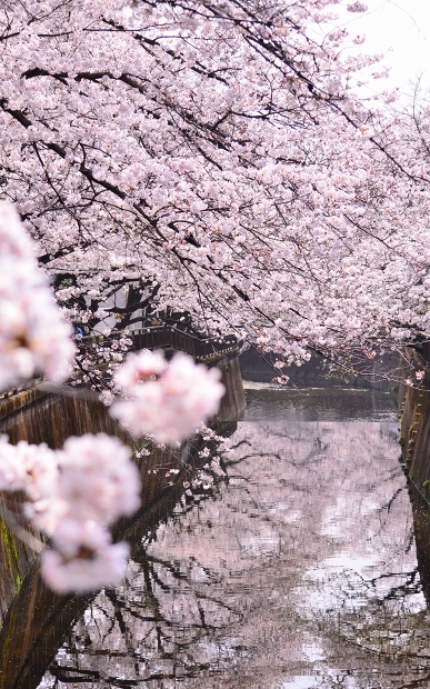 桜、満開になりました　　Cherry Blossom Viewing 2018_d0025294_20452127.jpg