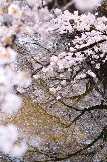 桜、満開になりました　　Cherry Blossom Viewing 2018_d0025294_20461288.jpg