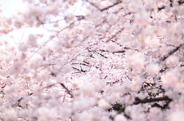 桜、満開になりました　　Cherry Blossom Viewing 2018_d0025294_20462949.jpg