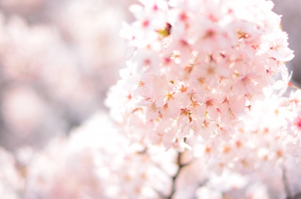 桜、満開になりました　　Cherry Blossom Viewing 2018_d0025294_20464101.jpg