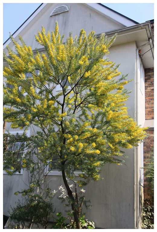 ミモザ ブルーブッシュの花が満開です Natu 素敵なナチュラルガーデンから 福岡で庭造り 外構工事 エクステリア をしてます