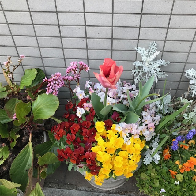 春~🌸_f0204295_16193616.jpg