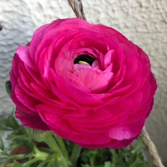 春~🌸_f0204295_16210143.jpg