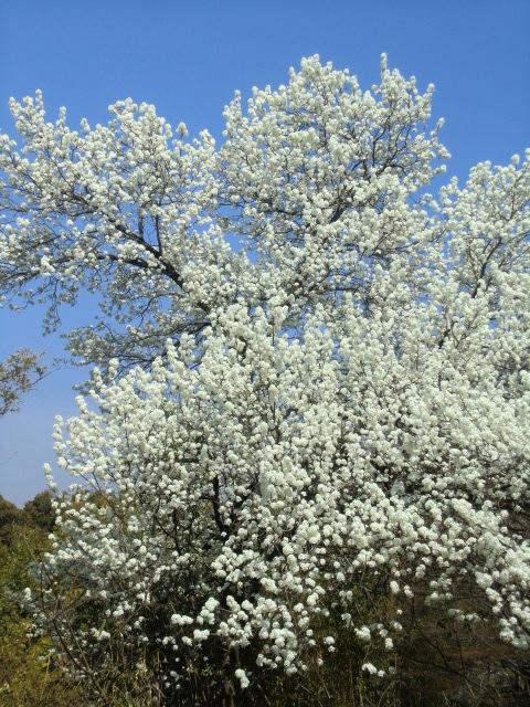 私市・市大植物園の桜に会いに行く_b0044296_20321383.jpg